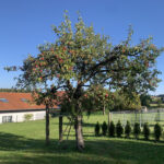 Garten Ferienhaus Liebchen